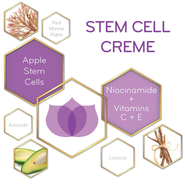 graphic of Stem Cell Creme and its key ingredients